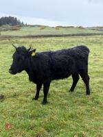 5 DEXTER HEIFERS - BIDS PER LIFE - 14