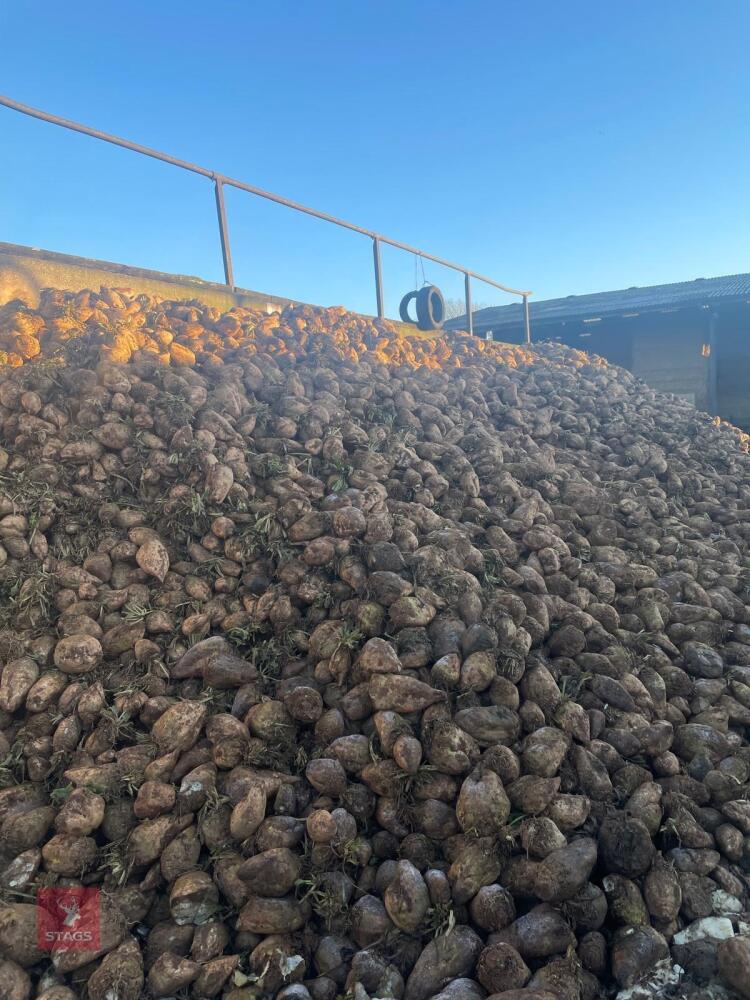 20T OF FODDER BEET - BIDS PER TON