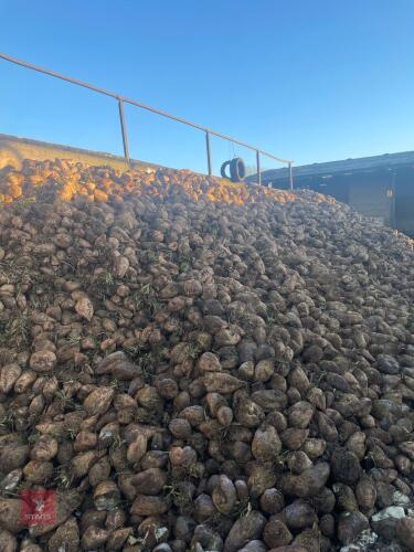 20T OF FODDER BEET - BIDS PER TON