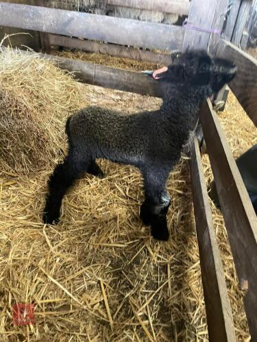 BLACK LEICESTER LONGWOOL EWE LAMB