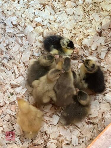 5 DAY OLD RUNNER DUCKS - BIDS FOR THE GROUP