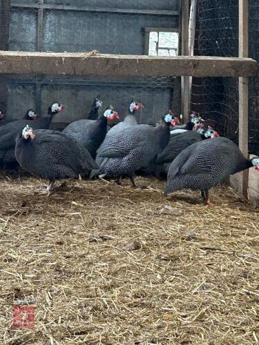 3 GUINEAFOWL HENS - BIDS PER LIFE