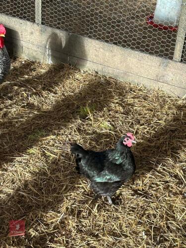 2 BLACK AUSTRALOP HENS - BIDS PER LIFE