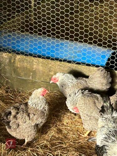 TRIO OF SILVER PENCIL WYANDOTTE BANTAMS - BIDS PER LIFE