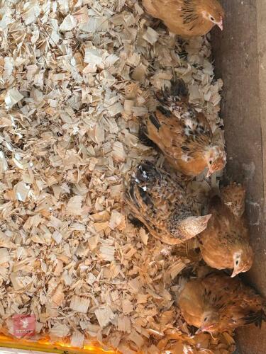 5 MILLIFLEUR PEKINS - BIDS PER LIFE