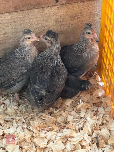 4 CREAM LEGBAR PULLETS - BIDS PER LIFE