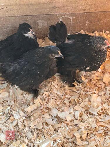 TRIO OF BLACK PEKINS - BIDS PER LIFE