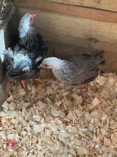 PAIR OF SILVER WYANDOTTES - BIDS PER LIFE