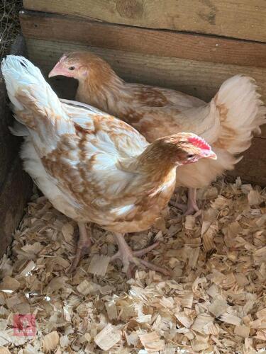 PAIR OF BROWN CHICKENS - BIDS PER LIFE