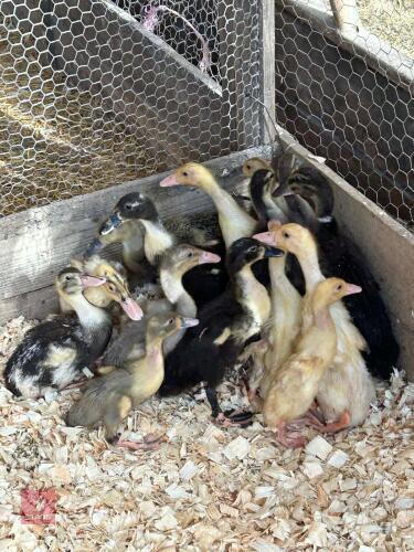 5 MIXED RUNNER DUCKS - BIDS PER LIFE