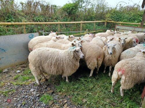 20 PEDIGREE LLEYN EWE HOGGS - BIDS PER LIFE
