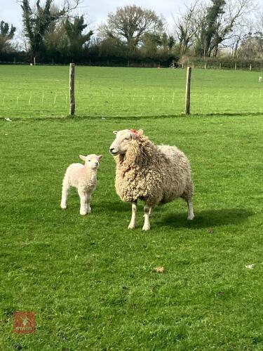 PURE DARTMOOR FM EWE & LAMBS - BIDS FOR THE GROUP