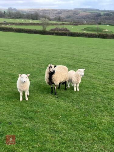 BADGER FM/BM EWE & 2 CHEVIOT X LAMBS - BIDS FOR THE GROUP