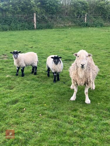HERDWICK FM/BM EWE & 2 LAMBS - BIDS FOR THE GROUP