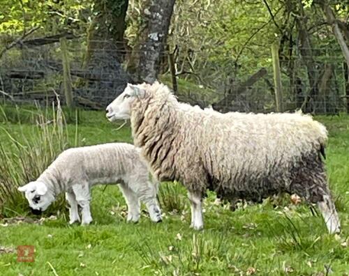 4YO CROSSBRED EWE & TEXEL X EWE LAMB - BIDS FOR THE GROUP