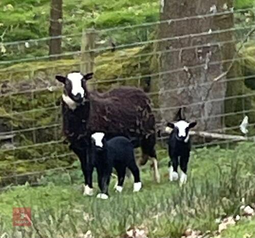 BALWEN EWE & 2 WETHER LAMBS - BIDS FOR THE GROUP