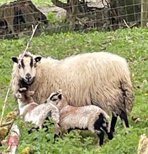 PUREBRED BADGER FACE EWE & 2 LAMBS - BIDS FOR THE GROUP
