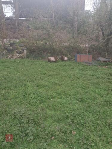 BADGER FACE X EWE & WETHER - BIDS PER LIFE