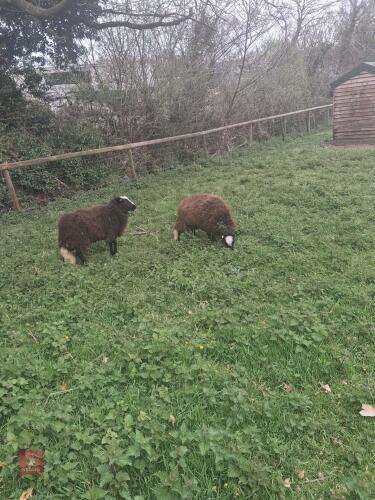 2 X 14MO ZWARTBLE EWES - BIDS PER LIFE