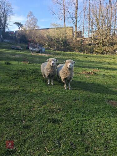 2 X 1YO DORSET X EWES - BIDS PER LIFE