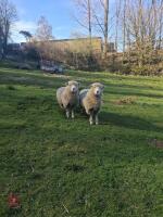 2 X 1YO DORSET X EWES - BIDS PER LIFE