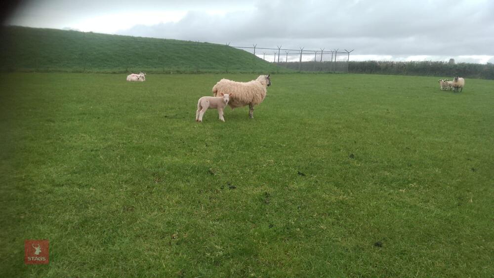 MULE FM EWE & 1 BELTEX X LAMB - BIDS FOR THE GROUP
