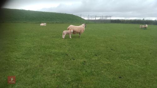 MULE FM EWE & 1 BELTEX X LAMB - BIDS FOR THE GROUP