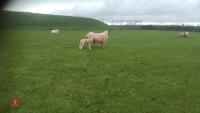 MULE FM EWE & 1 BELTEX X LAMB - BIDS FOR THE GROUP