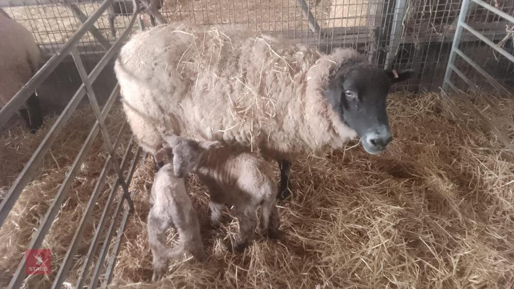 3 SUFFOLK X FM EWES & 6 TEXEL X LAMBS - BIDS FOR THE GROUP