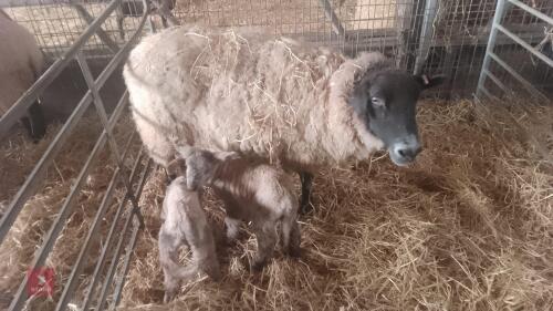 3 SUFFOLK X FM EWES & 6 TEXEL X LAMBS - BIDS FOR THE GROUP