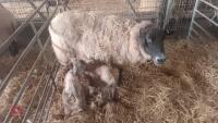 3 SUFFOLK X FM EWES & 6 TEXEL X LAMBS - BIDS FOR THE GROUP
