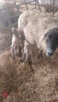 3 SUFFOLK X FM EWES & 6 TEXEL X LAMBS - BIDS FOR THE GROUP - 2