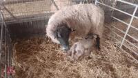 3 SUFFOLK X FM EWES & 6 TEXEL X LAMBS - BIDS FOR THE GROUP - 3