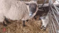 3 SUFFOLK X FM EWES & 6 TEXEL X LAMBS - BIDS FOR THE GROUP - 5