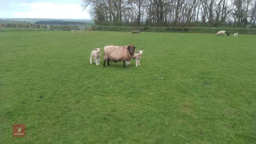 ROMNEY X FM EWE & 2 TEXEL X LAMBS - BIDS FOR THE GROUP