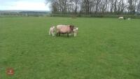 ROMNEY X FM EWE & 2 TEXEL X LAMBS - BIDS FOR THE GROUP