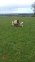 ROMNEY X FM EWE & 2 TEXEL X LAMBS - BIDS FOR THE GROUP - 2
