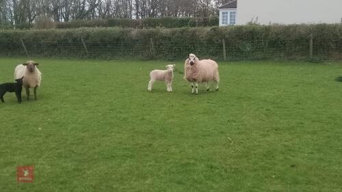 KERRY HILL 4T EWE & 1 TEXEL X LAMB - BIDS FOR THE GROUP