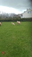 KERRY HILL 4T EWE & 1 TEXEL X LAMB - BIDS FOR THE GROUP - 2