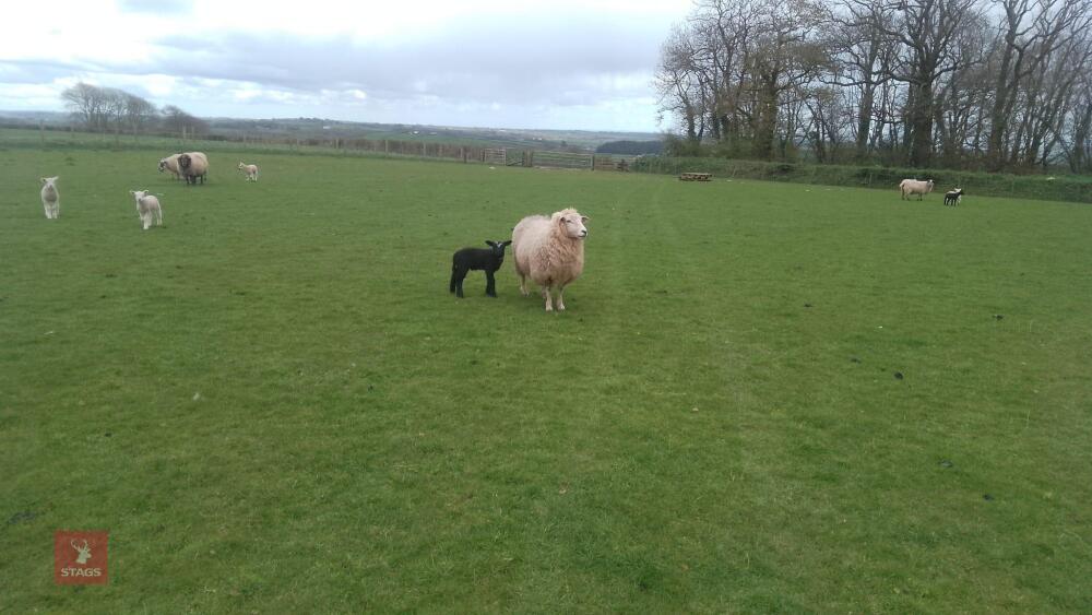 ROMNEY FM EWE & 1 LAMB - BIDS FOR THE GROUP