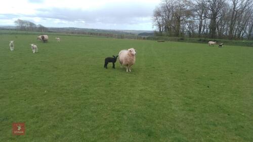 ROMNEY FM EWE & 1 LAMB - BIDS FOR THE GROUP