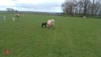 ROMNEY FM EWE & 1 LAMB - BIDS FOR THE GROUP