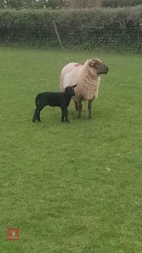 SUFFOLK X 4T EWE & 1 LAMB - BIDS FOR THE GROUP