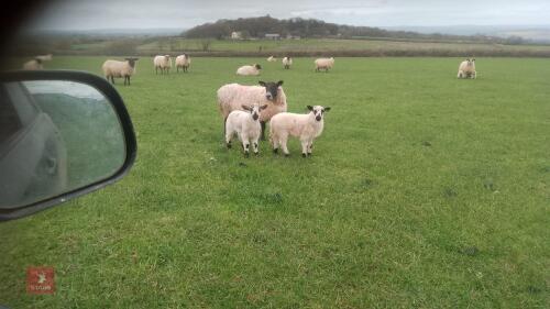 SUFFOLK X FM EWE & 2 TEXEL X LAMBS - BIDS FOR THE GROUP