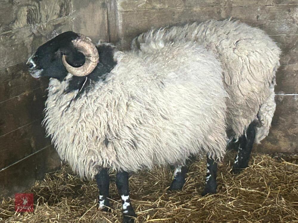 1YO SCOTTISH BLACKFACE RAM