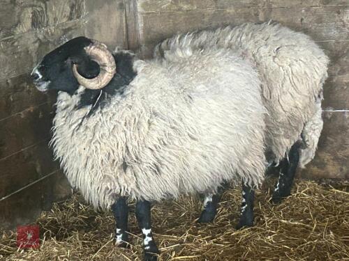 1YO SCOTTISH BLACKFACE RAM