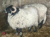 1YO SCOTTISH BLACKFACE RAM