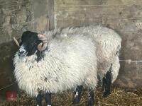1YO SCOTTISH BLACKFACE RAM - 2