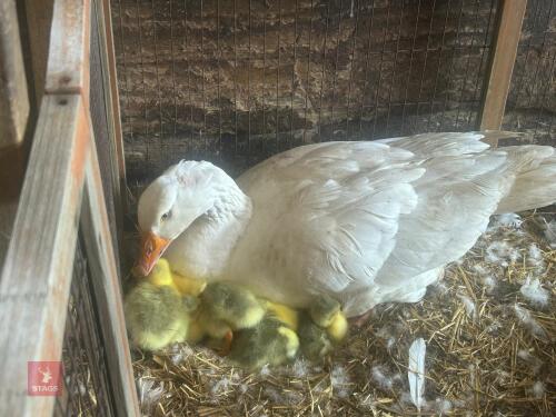 PAIR OF EMDEN GEESE & 6 GOSLINGS - BIDS FOR THE GROUP
