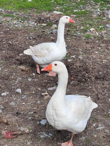 BREEDING PAIR OF EMDEN GEESE - BIDS PER LIFE